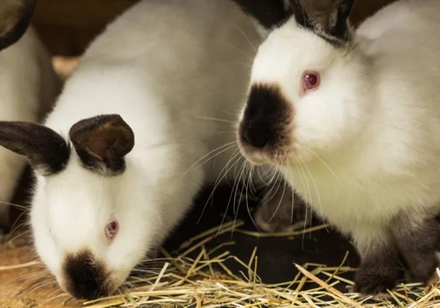 Se ven dos conejos blancos